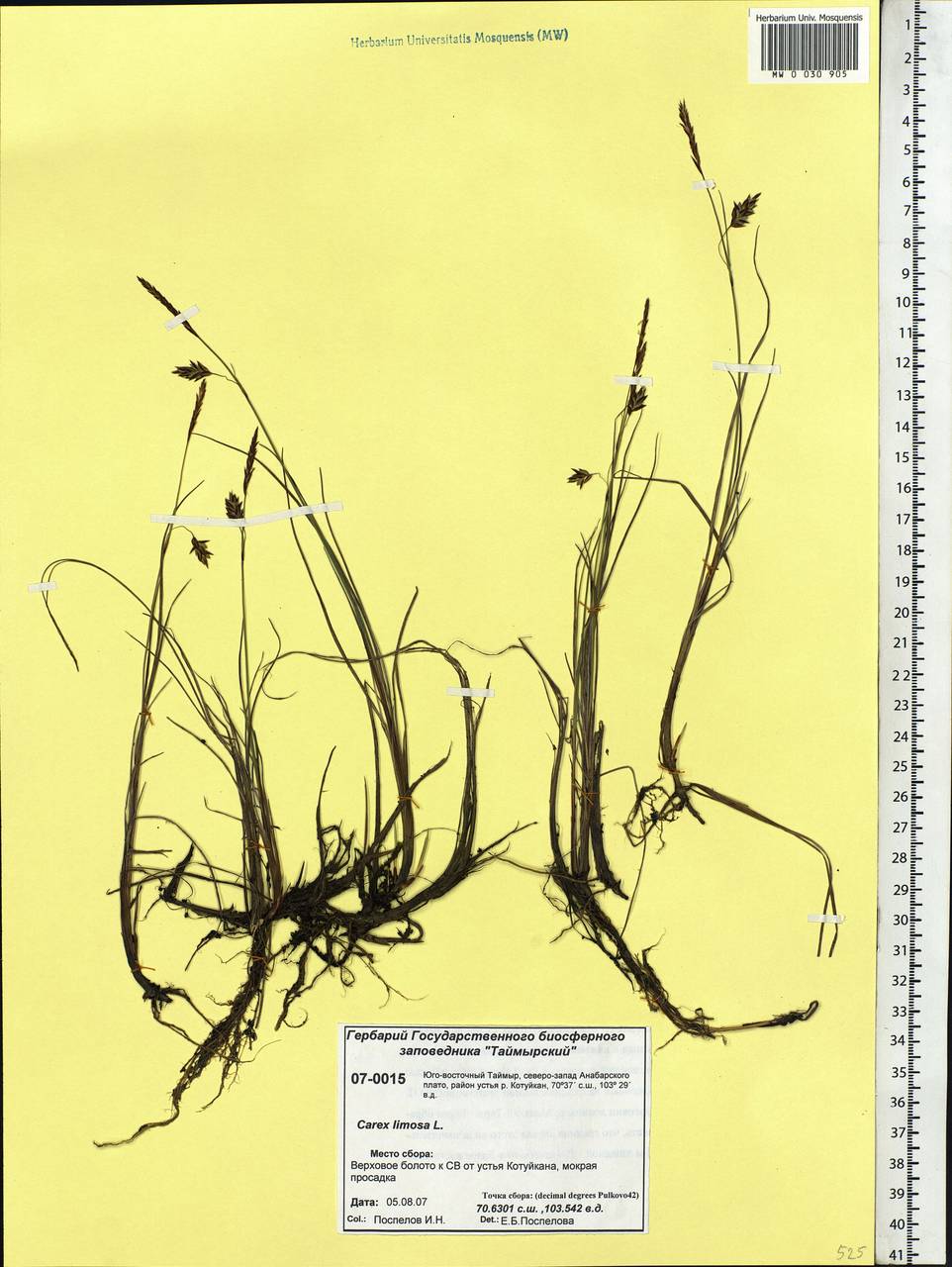 Carex limosa L., Siberia, Central Siberia (S3) (Russia)