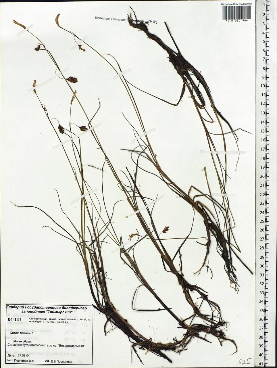 Carex limosa L., Siberia, Central Siberia (S3) (Russia)