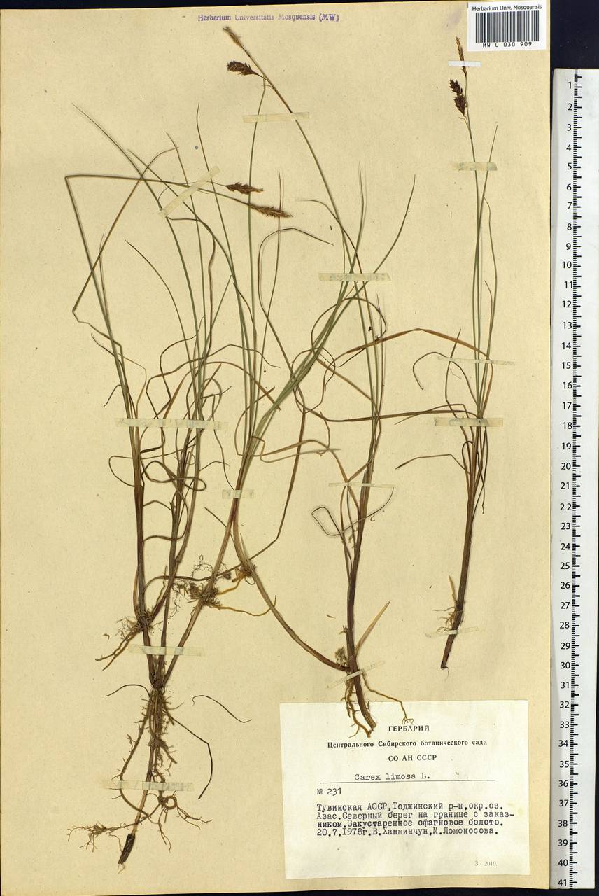 Carex limosa L., Siberia, Altai & Sayany Mountains (S2) (Russia)