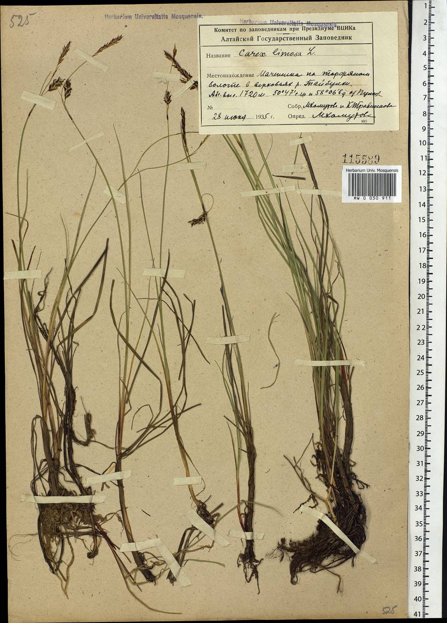 Carex limosa L., Siberia, Altai & Sayany Mountains (S2) (Russia)