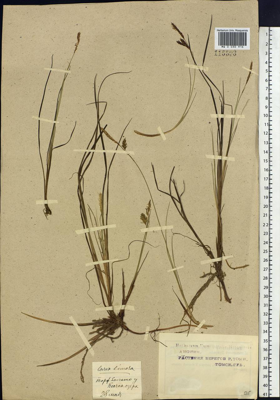 Carex limosa L., Siberia, Western Siberia (S1) (Russia)