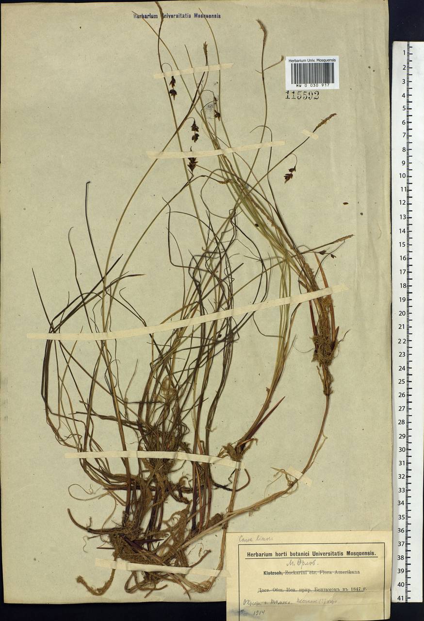 Carex limosa L., Siberia, Western Siberia (S1) (Russia)