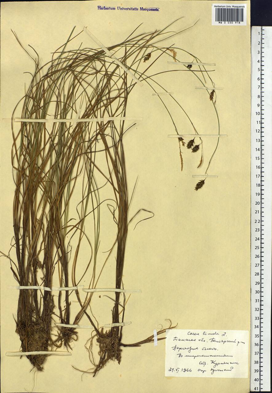 Carex limosa L., Siberia, Western Siberia (S1) (Russia)
