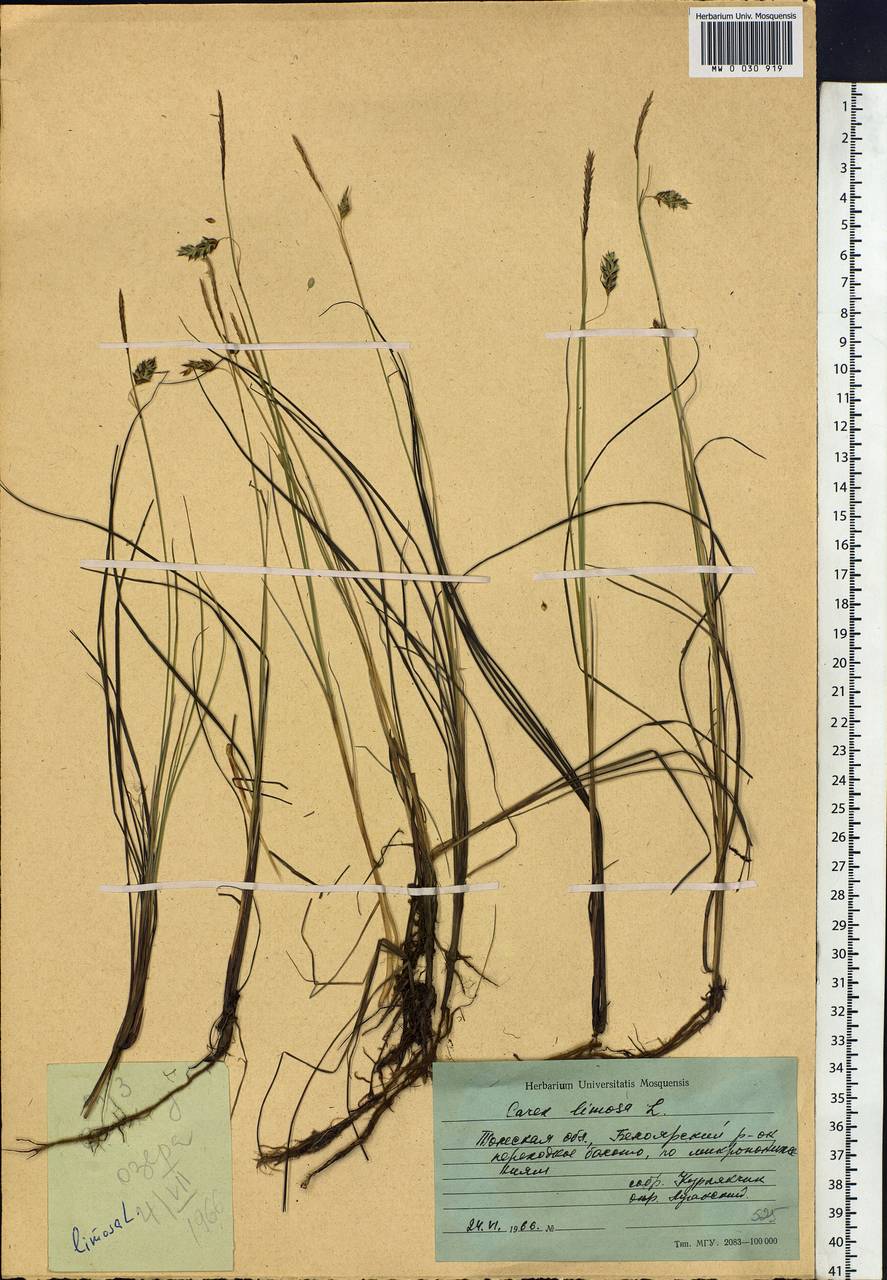 Carex limosa L., Siberia, Western Siberia (S1) (Russia)