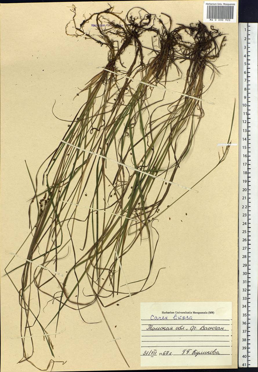 Carex limosa L., Siberia, Western Siberia (S1) (Russia)