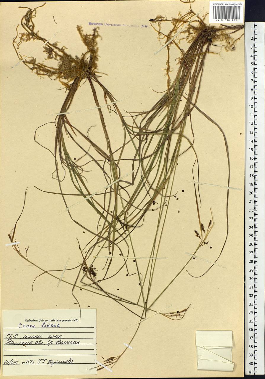 Carex limosa L., Siberia, Western Siberia (S1) (Russia)
