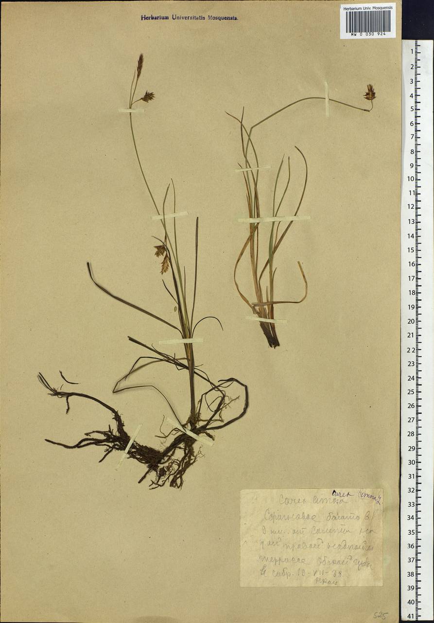 Carex limosa L., Siberia, Western Siberia (S1) (Russia)