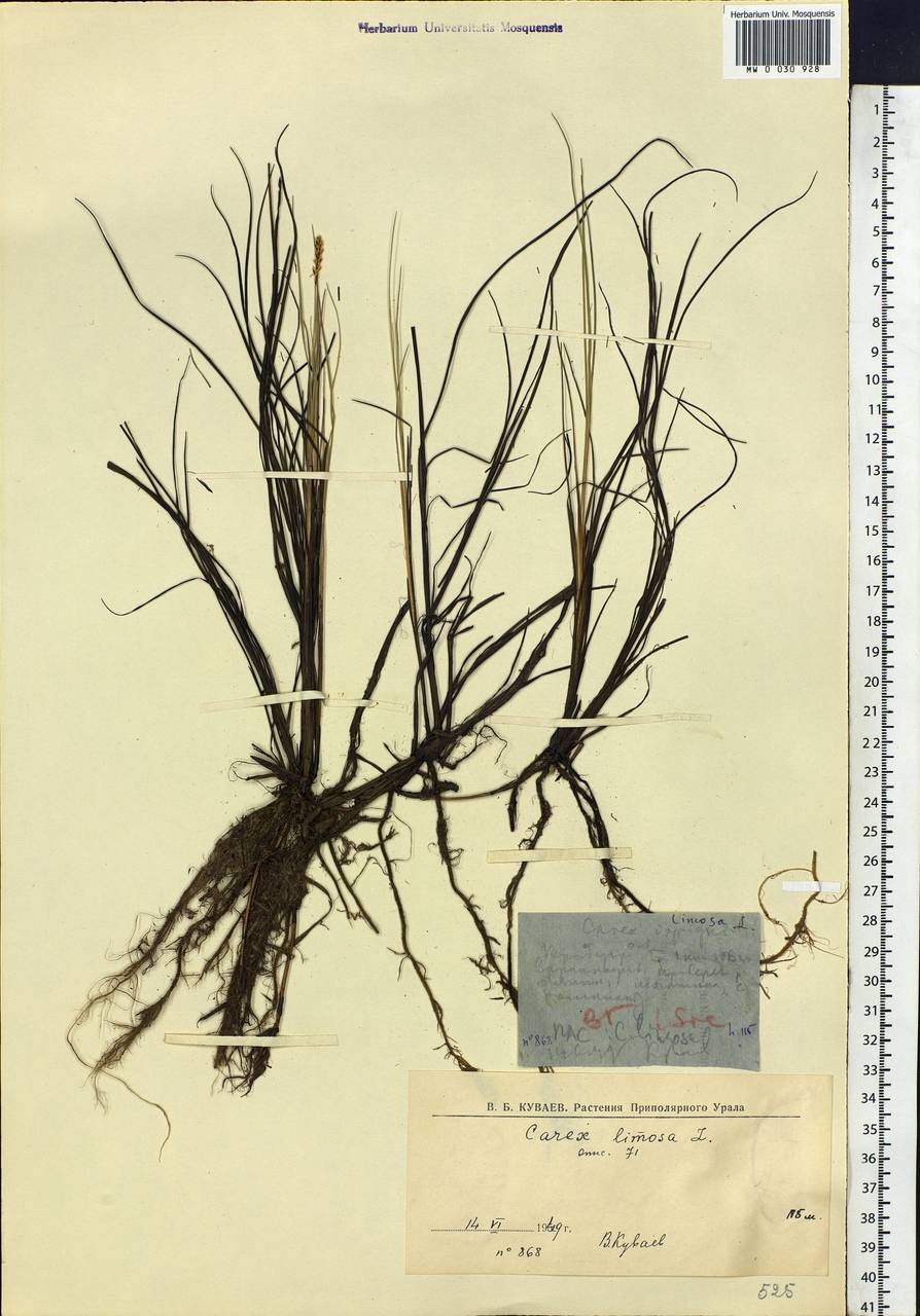 Carex limosa L., Siberia, Western Siberia (S1) (Russia)