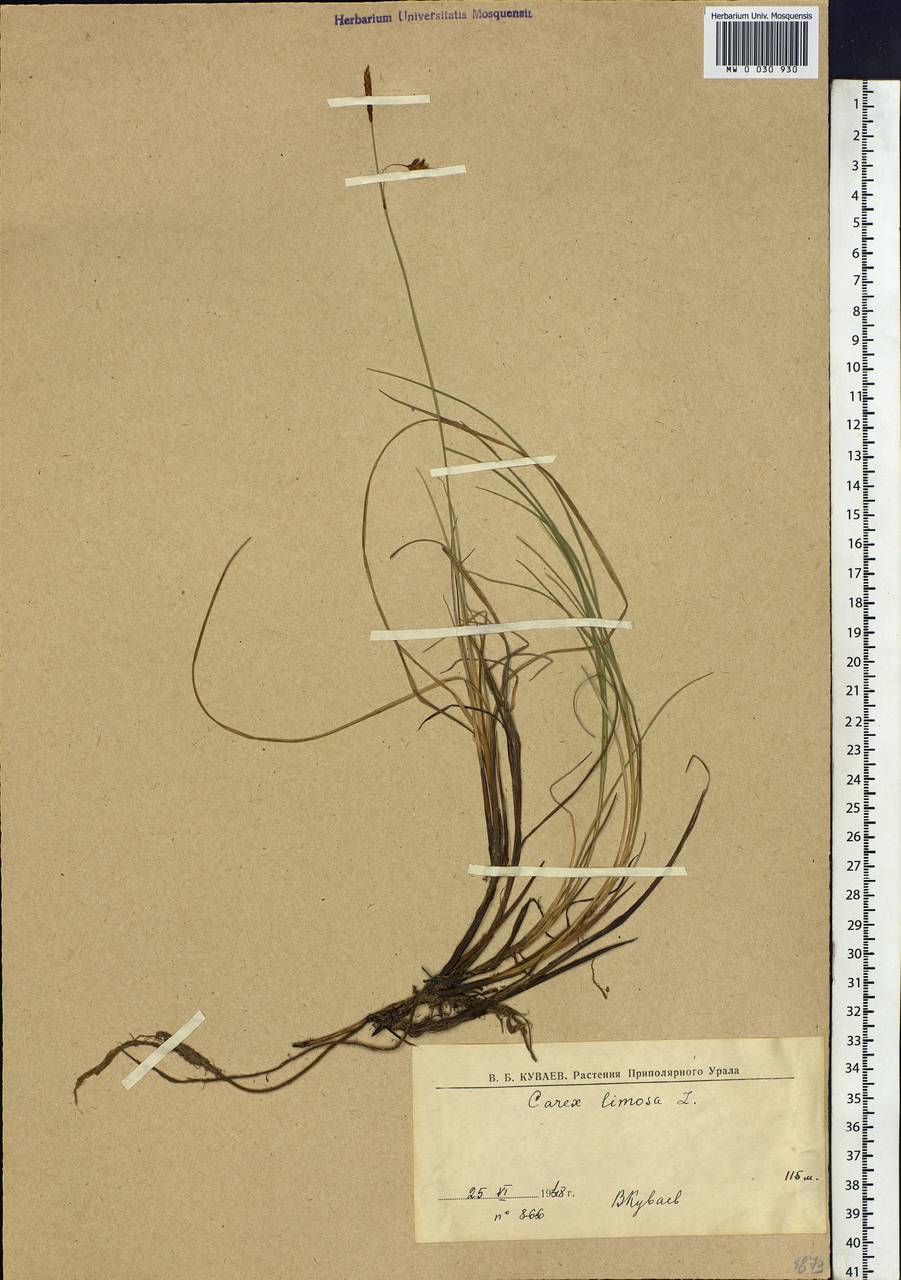 Carex limosa L., Siberia, Western Siberia (S1) (Russia)