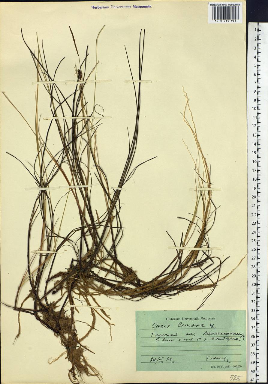 Carex limosa L., Siberia, Western Siberia (S1) (Russia)