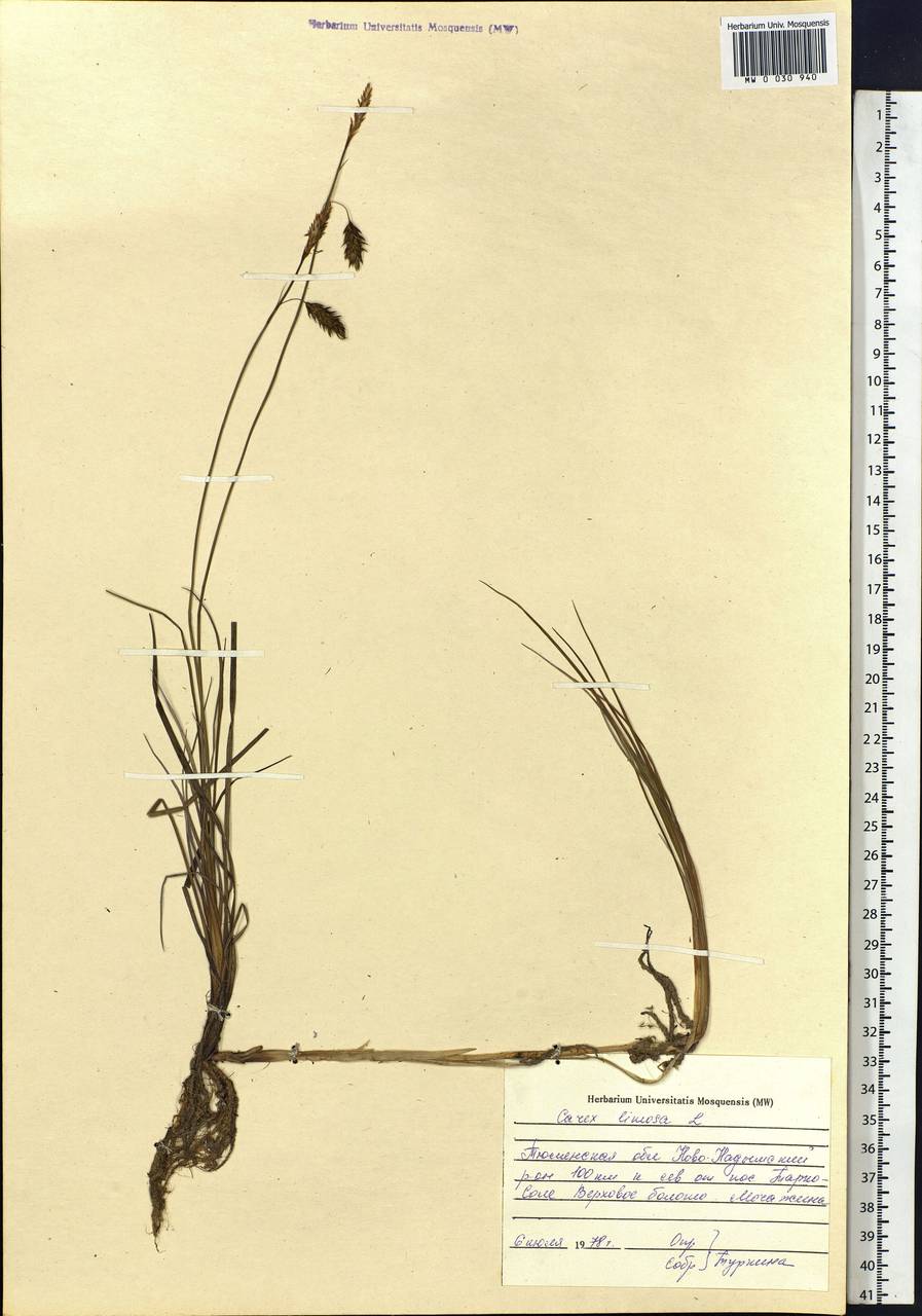 Carex limosa L., Siberia, Western Siberia (S1) (Russia)