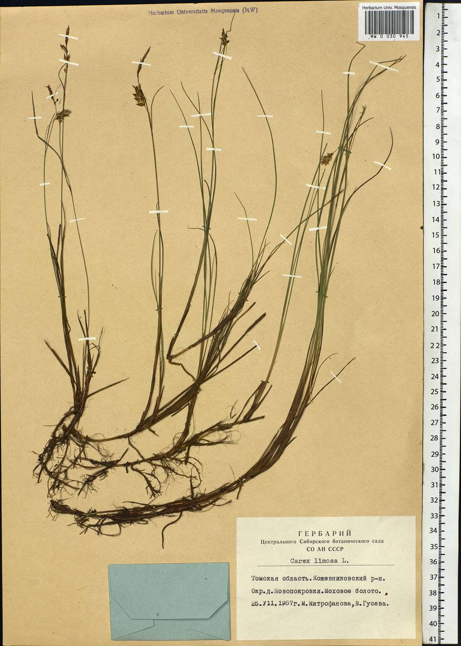 Carex limosa L., Siberia, Western Siberia (S1) (Russia)