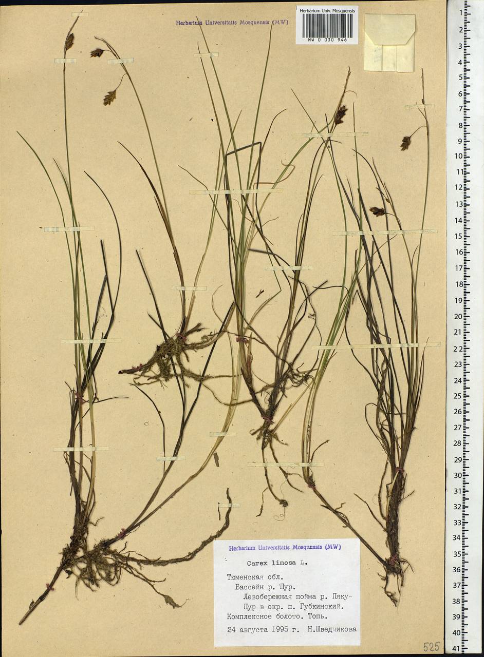 Carex limosa L., Siberia, Western Siberia (S1) (Russia)