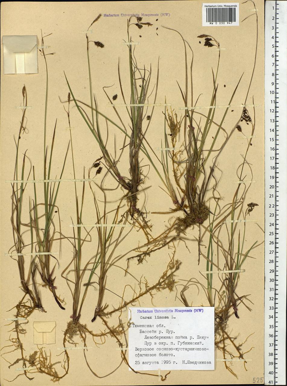 Carex limosa L., Siberia, Western Siberia (S1) (Russia)