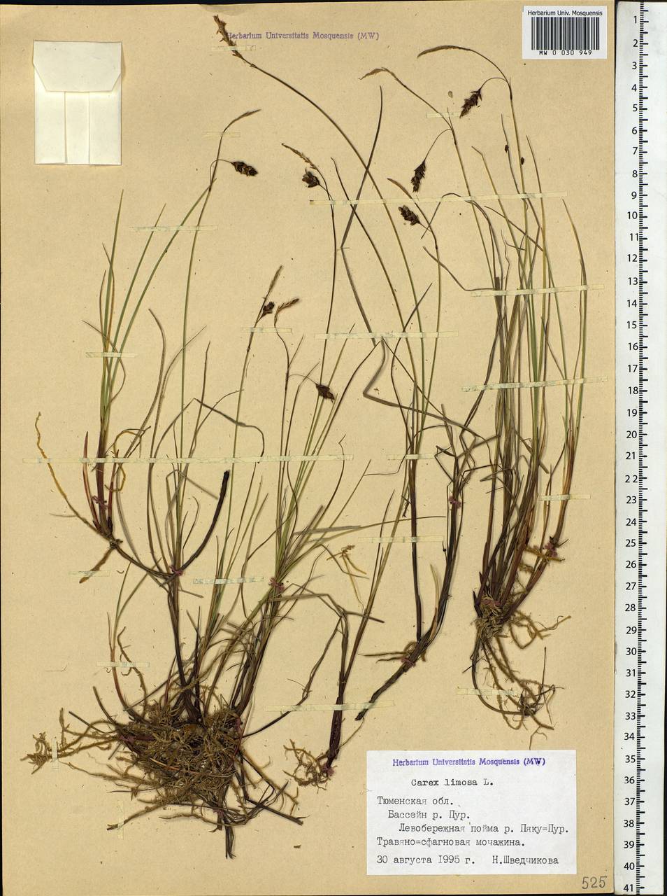 Carex limosa L., Siberia, Western Siberia (S1) (Russia)