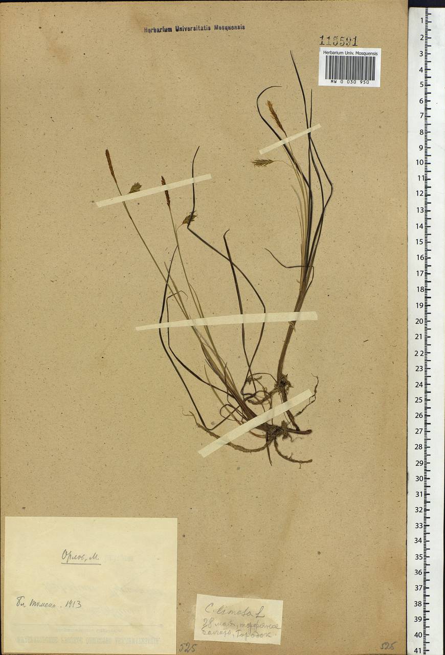Carex limosa L., Siberia, Western Siberia (S1) (Russia)
