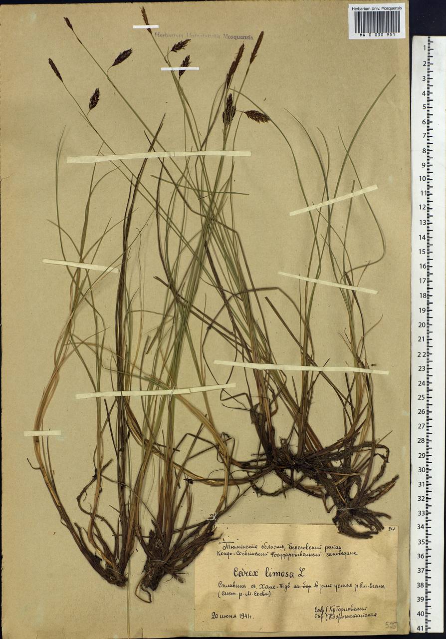 Carex limosa L., Siberia, Western Siberia (S1) (Russia)