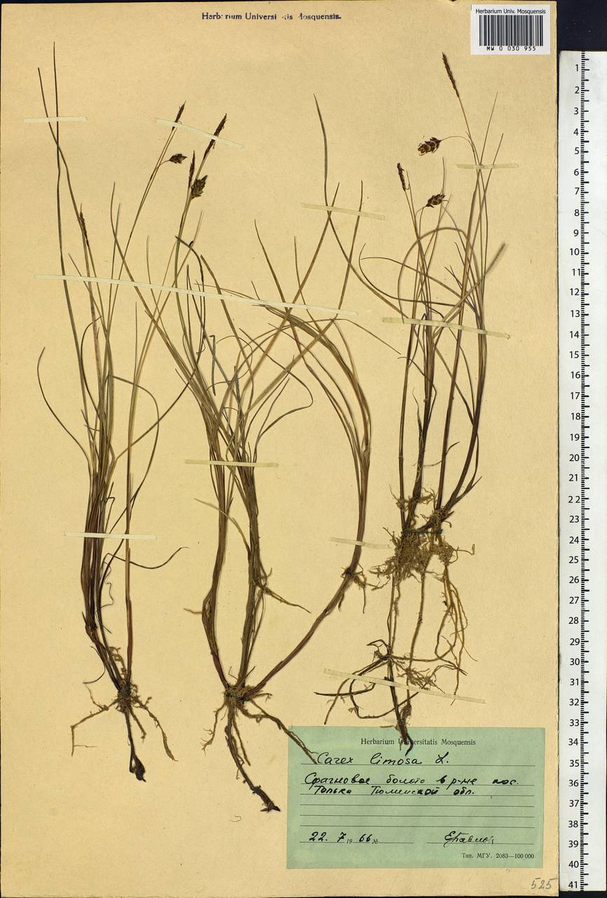 Carex limosa L., Siberia, Western Siberia (S1) (Russia)