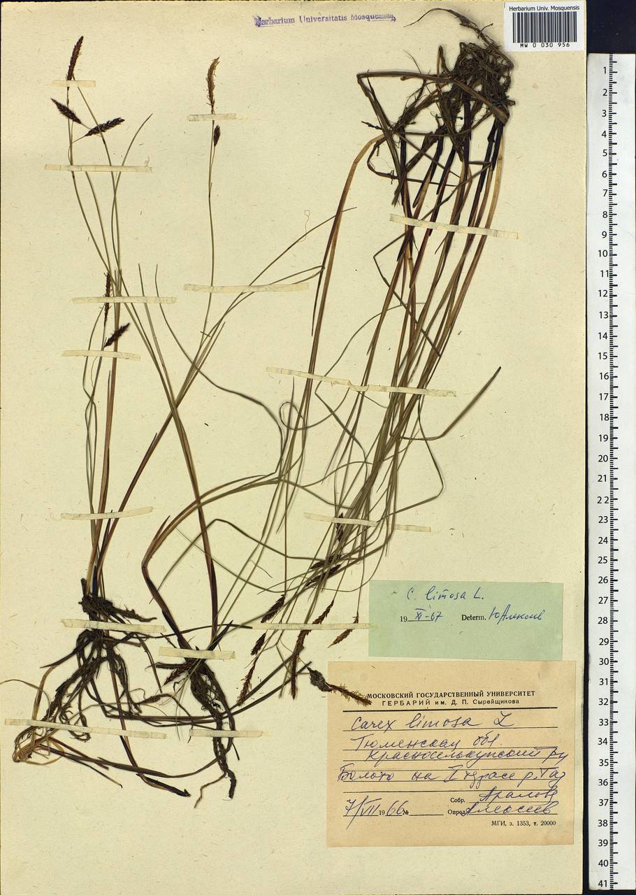 Carex limosa L., Siberia, Western Siberia (S1) (Russia)