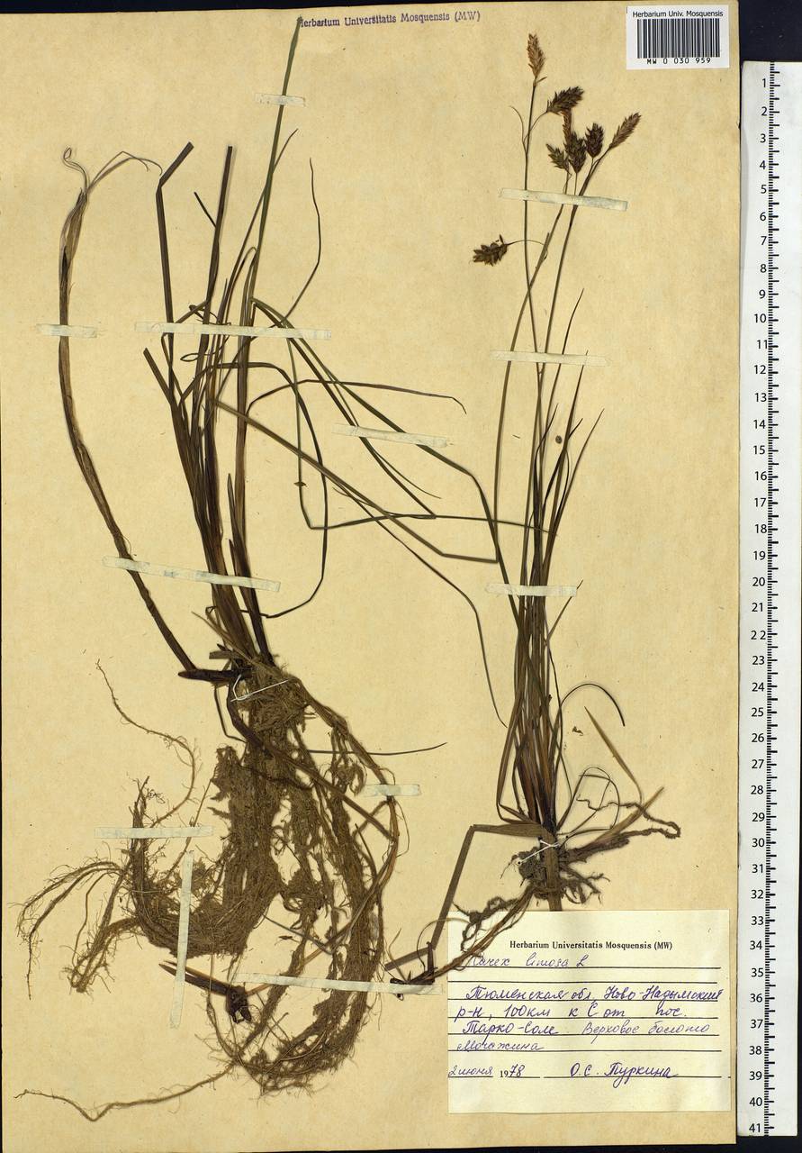 Carex limosa L., Siberia, Western Siberia (S1) (Russia)