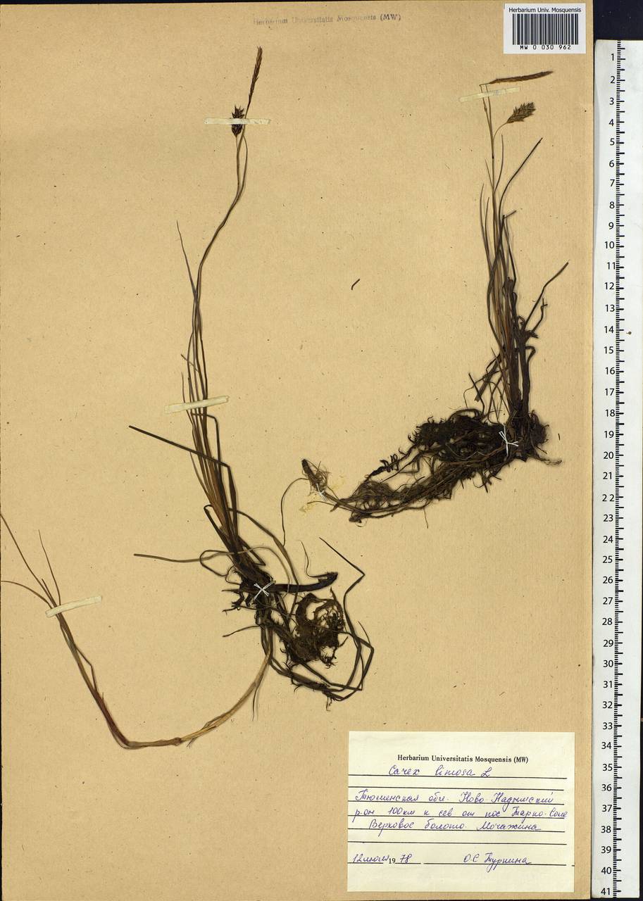 Carex limosa L., Siberia, Western Siberia (S1) (Russia)