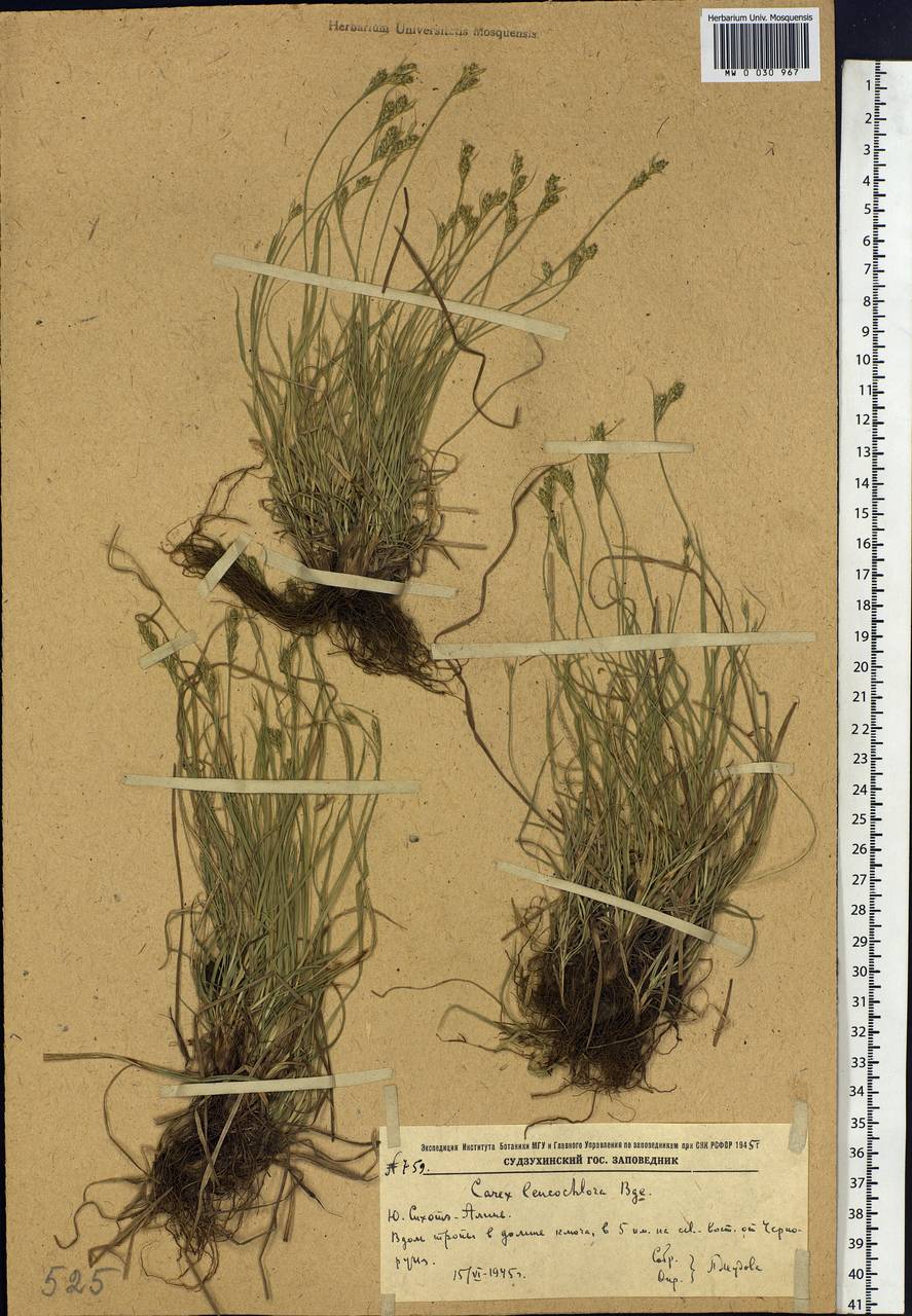 Carex leucochlora Bunge, Siberia, Russian Far East (S6) (Russia)