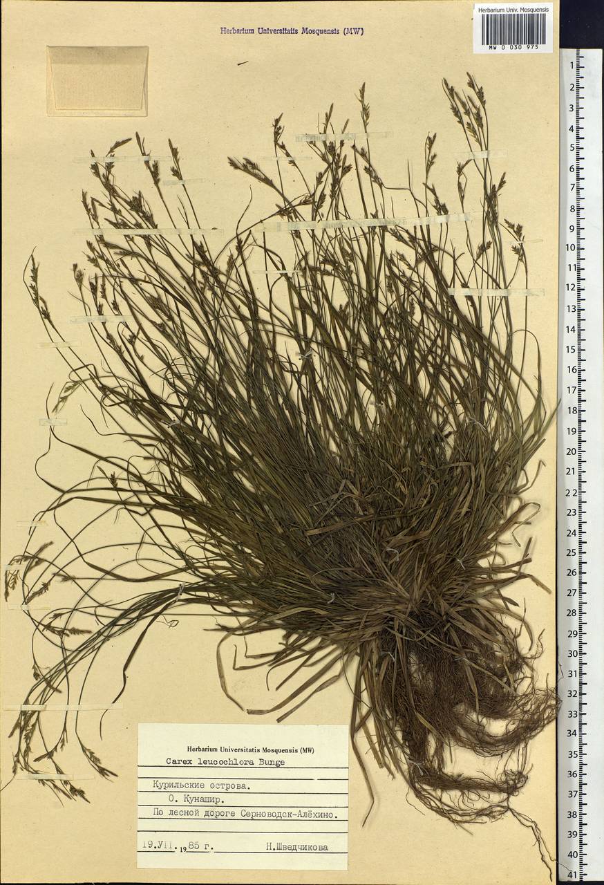 Carex leucochlora Bunge, Siberia, Russian Far East (S6) (Russia)