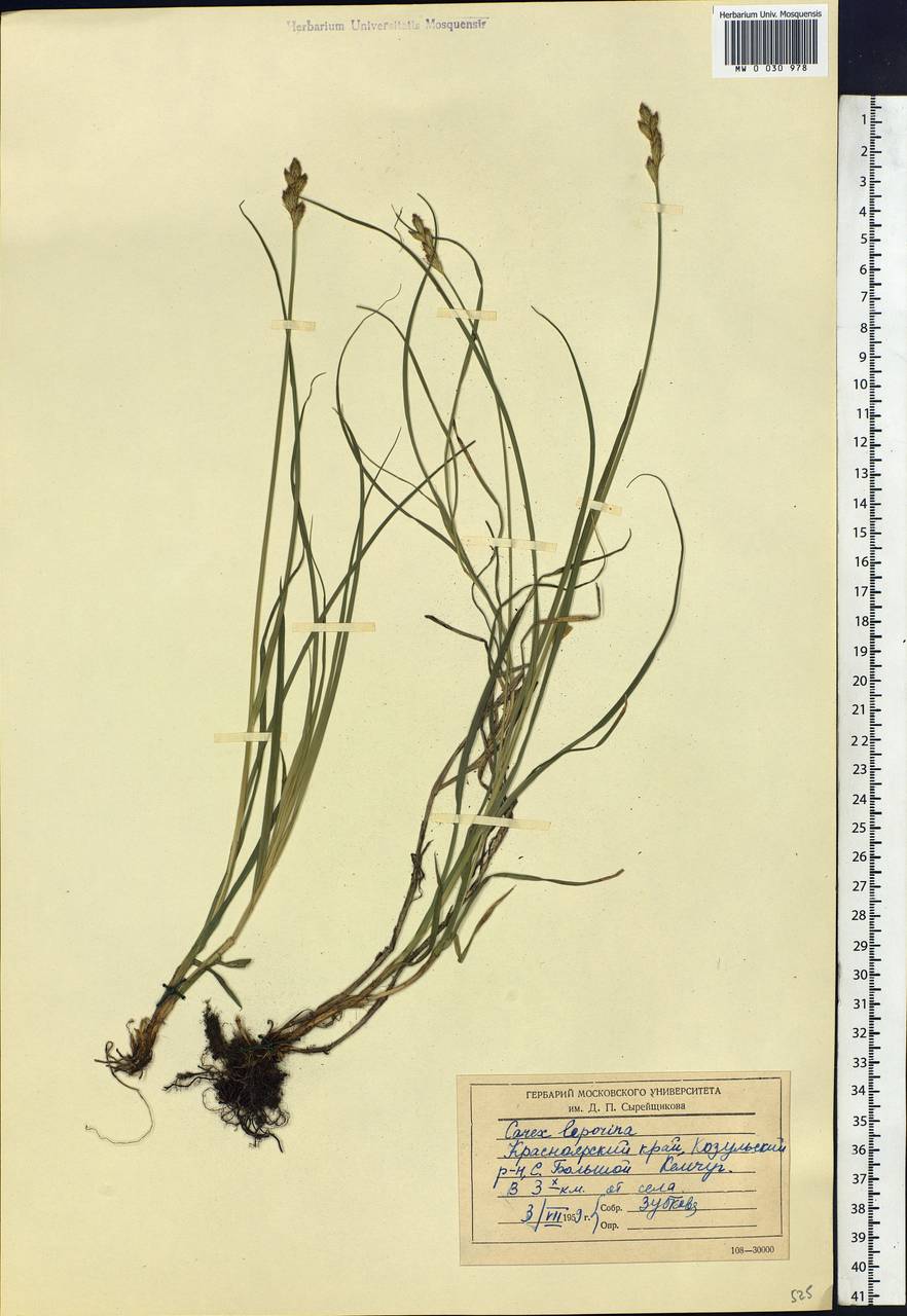 Carex leporina L., Siberia, Central Siberia (S3) (Russia)
