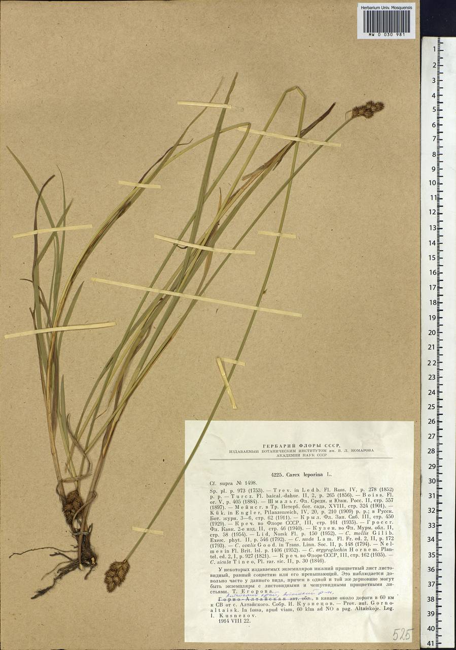 Carex leporina L., Siberia, Altai & Sayany Mountains (S2) (Russia)