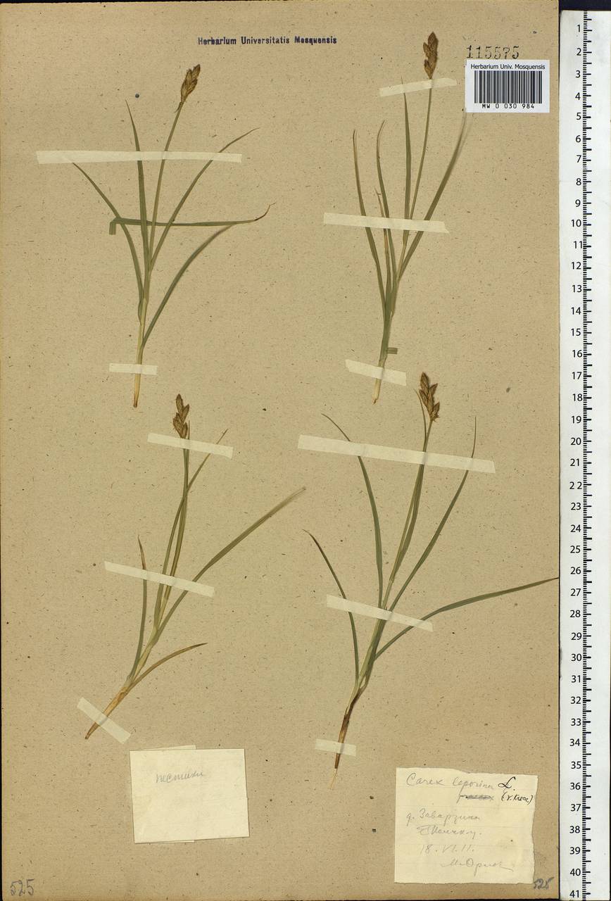 Carex leporina L., Siberia, Western Siberia (S1) (Russia)