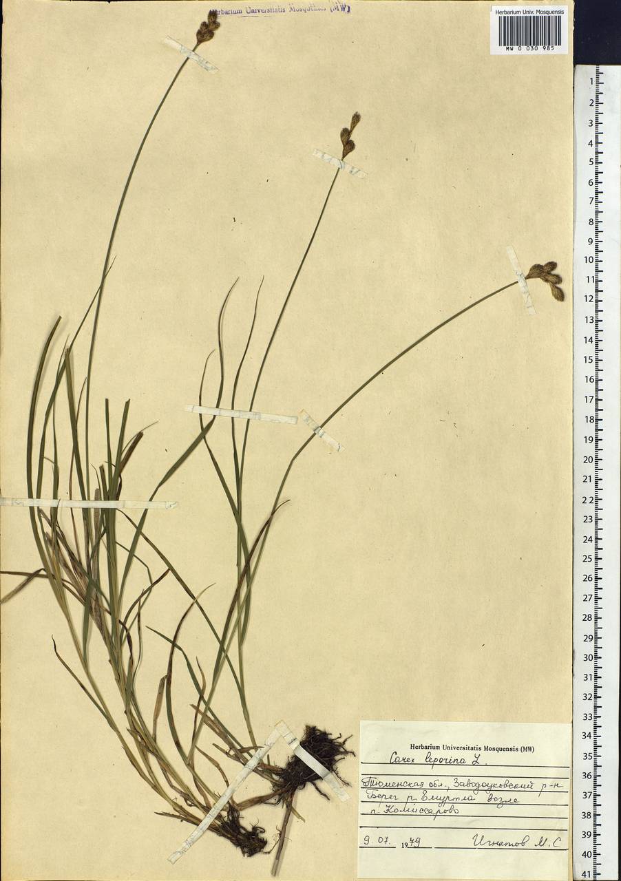 Carex leporina L., Siberia, Western Siberia (S1) (Russia)