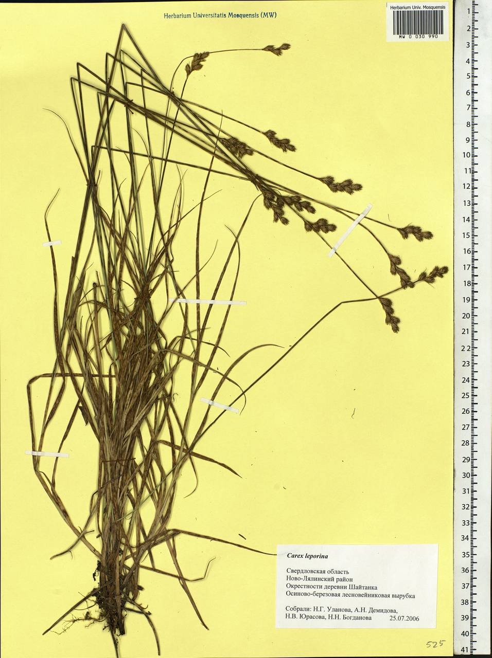 Carex leporina L., Eastern Europe, Eastern region (E10) (Russia)
