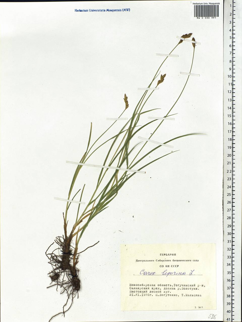 Carex leporina L., Siberia, Western Siberia (S1) (Russia)