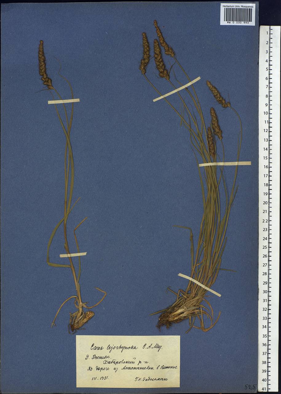 Carex leiorhyncha C.A.Mey., Siberia, Russian Far East (S6) (Russia)