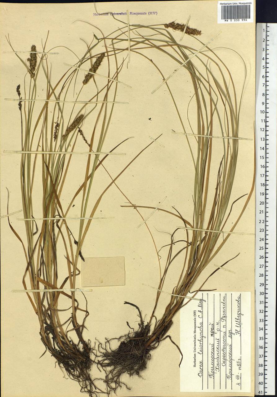 Carex leiorhyncha C.A.Mey., Siberia, Russian Far East (S6) (Russia)