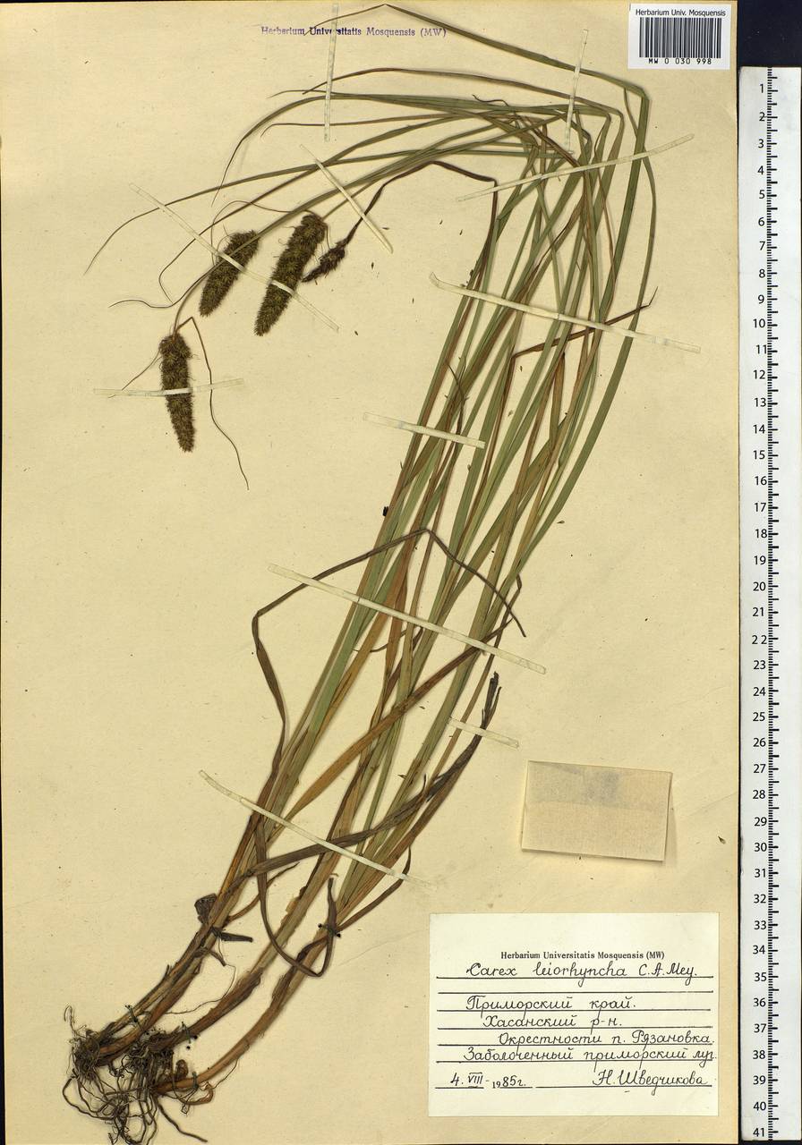 Carex leiorhyncha C.A.Mey., Siberia, Russian Far East (S6) (Russia)