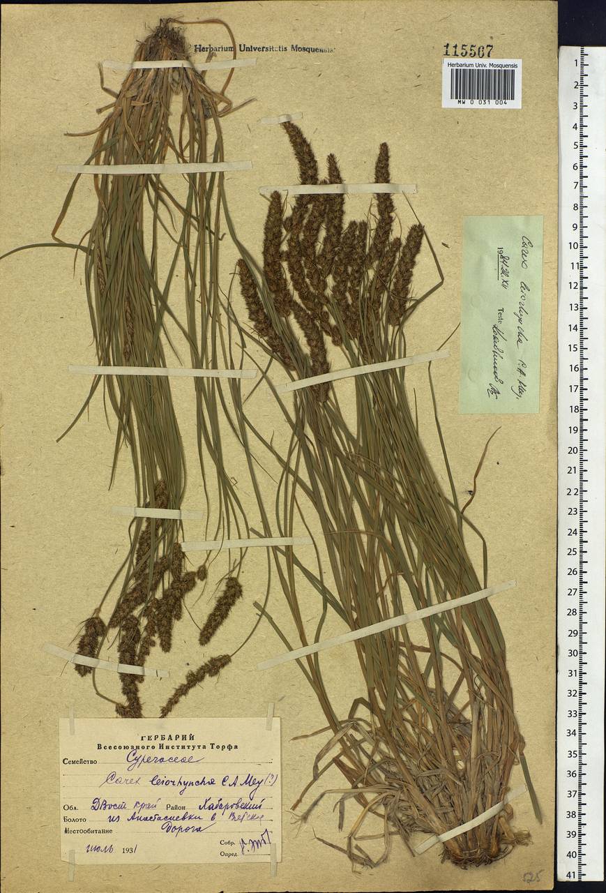 Carex leiorhyncha C.A.Mey., Siberia, Russian Far East (S6) (Russia)