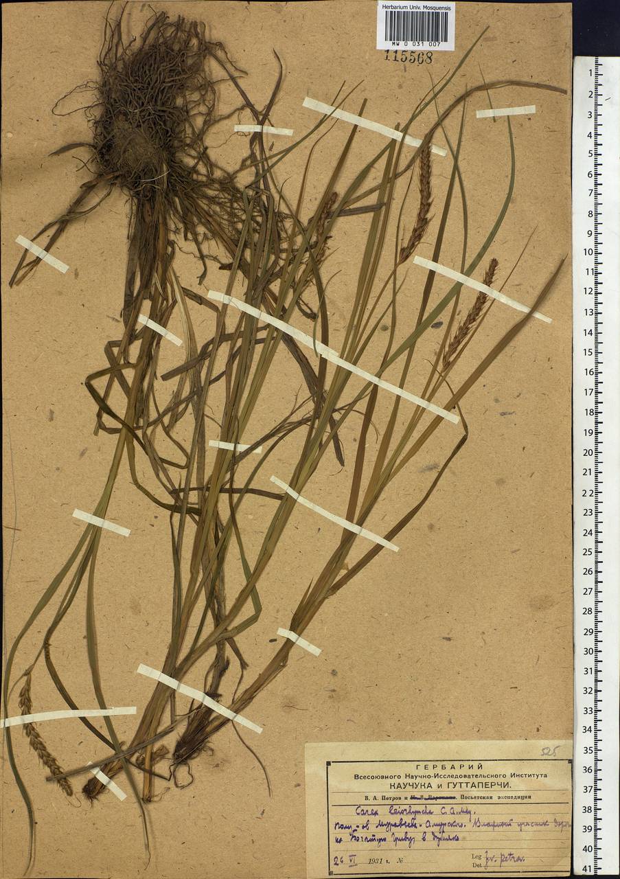 Carex leiorhyncha C.A.Mey., Siberia, Russian Far East (S6) (Russia)