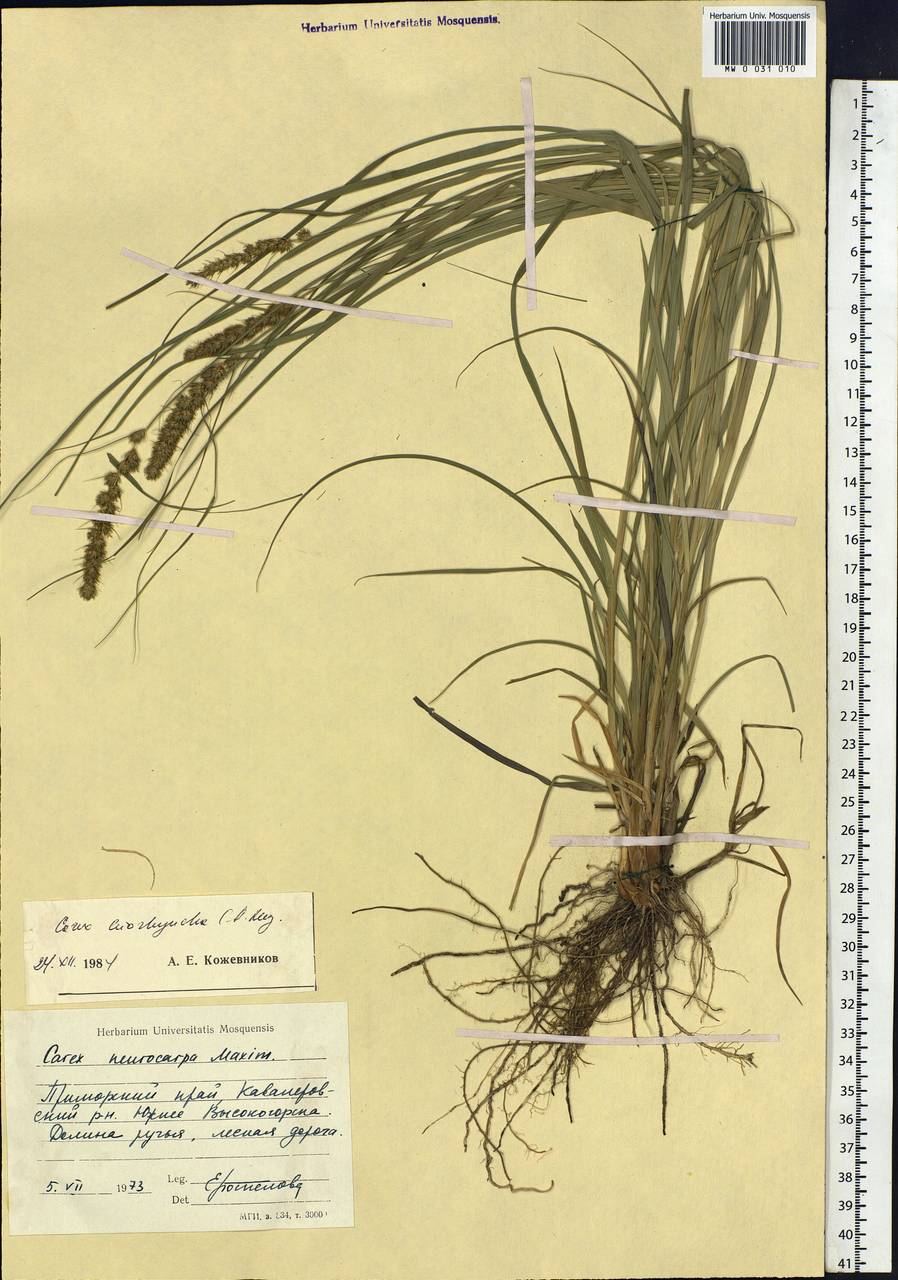 Carex leiorhyncha C.A.Mey., Siberia, Russian Far East (S6) (Russia)