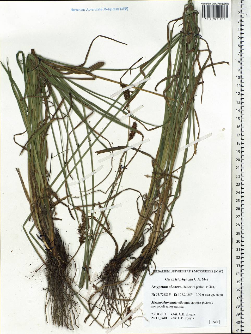 Carex leiorhyncha C.A.Mey., Siberia, Russian Far East (S6) (Russia)