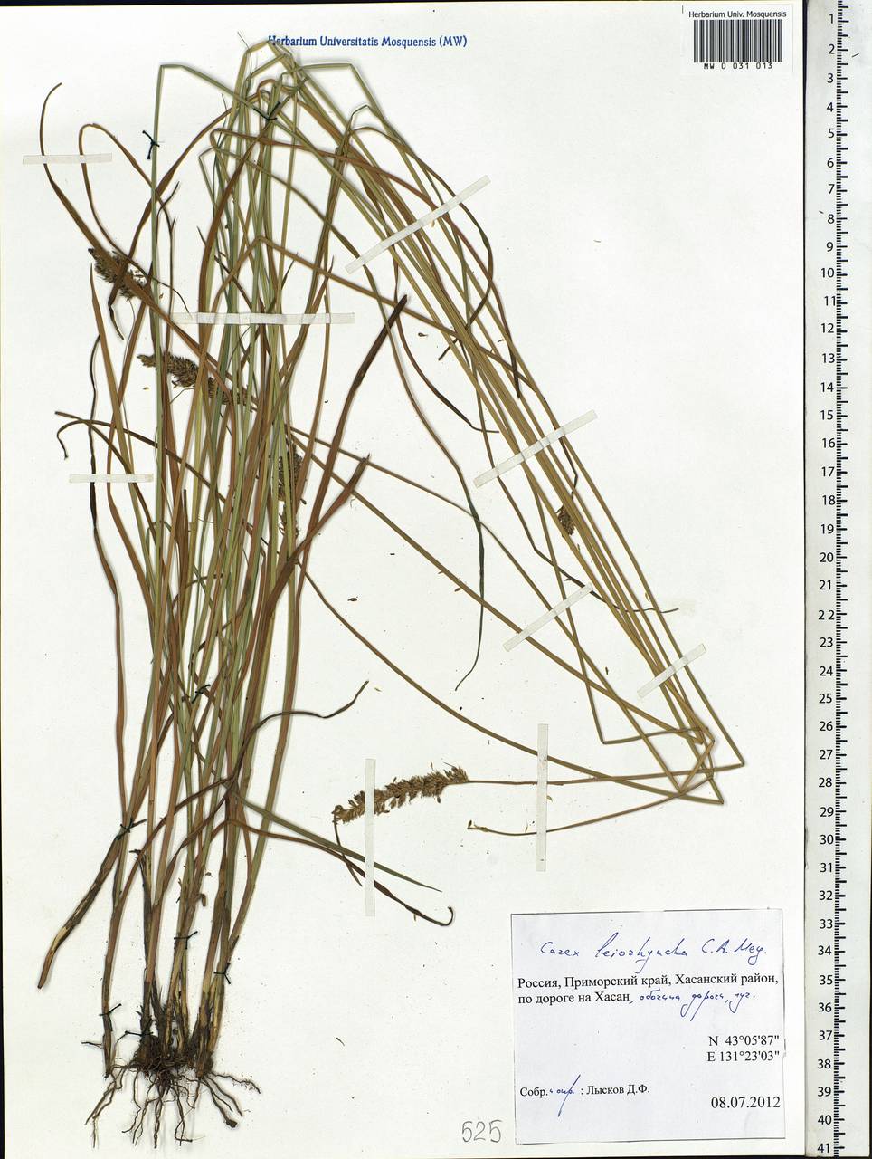 Carex leiorhyncha C.A.Mey., Siberia, Russian Far East (S6) (Russia)