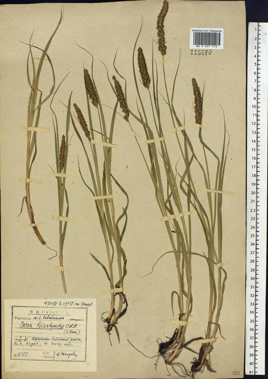 Carex leiorhyncha C.A.Mey., Siberia, Baikal & Transbaikal region (S4) (Russia)