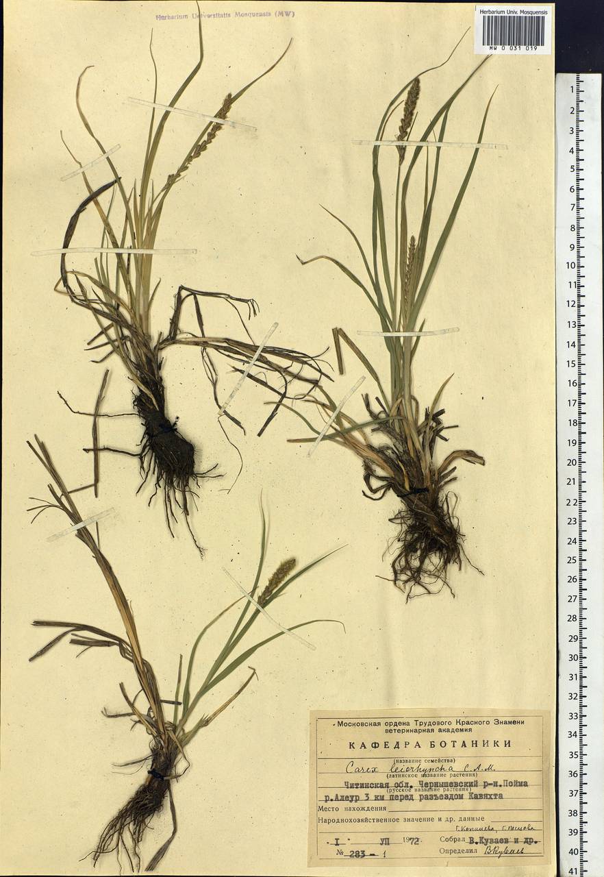 Carex leiorhyncha C.A.Mey., Siberia, Baikal & Transbaikal region (S4) (Russia)