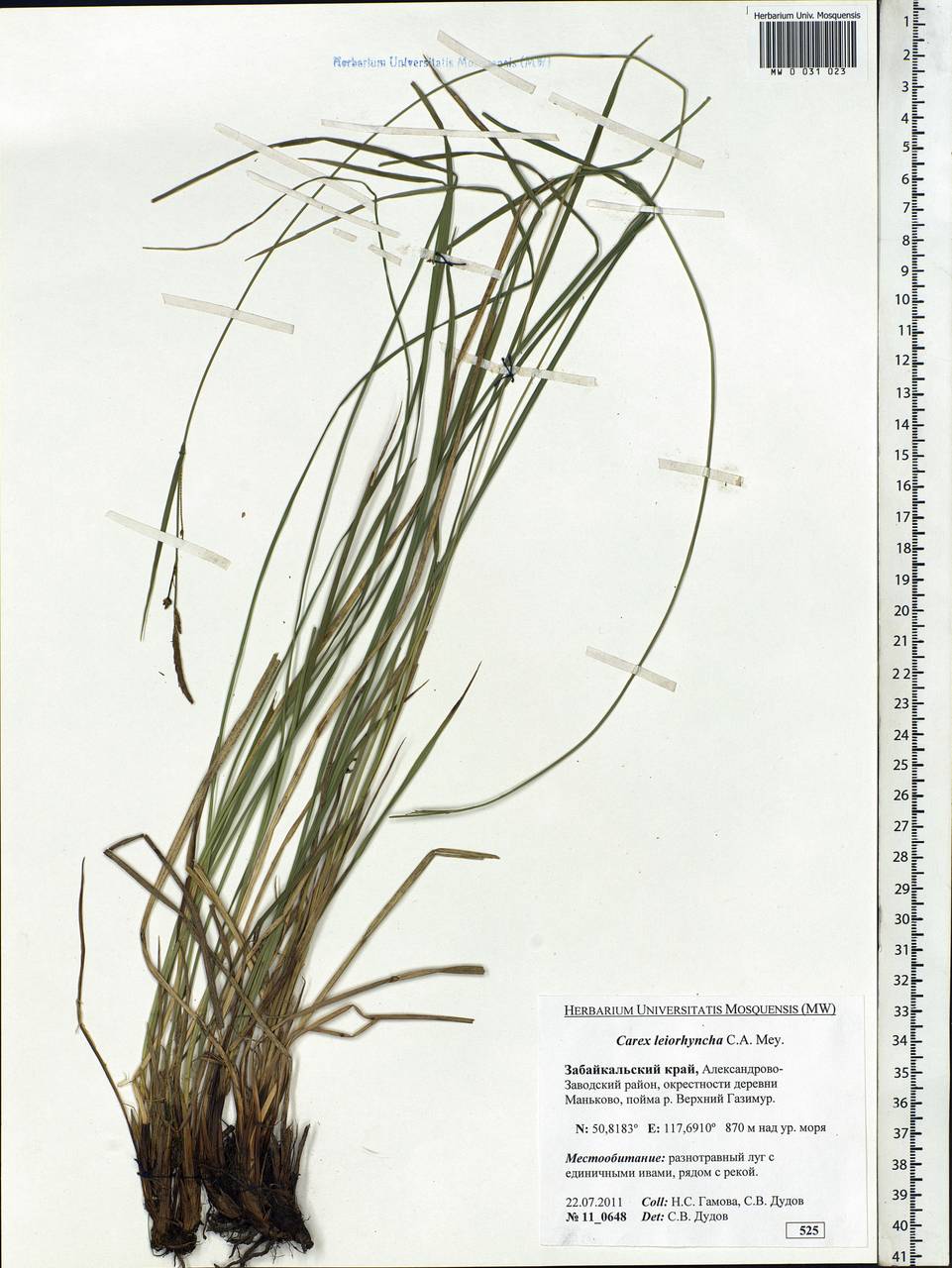 Carex leiorhyncha C.A.Mey., Siberia, Baikal & Transbaikal region (S4) (Russia)