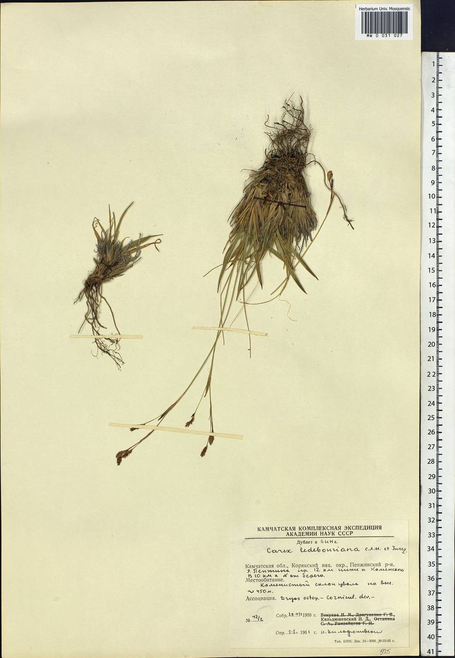 Carex ledebouriana C.A.Mey. ex Trevir., Siberia, Chukotka & Kamchatka (S7) (Russia)