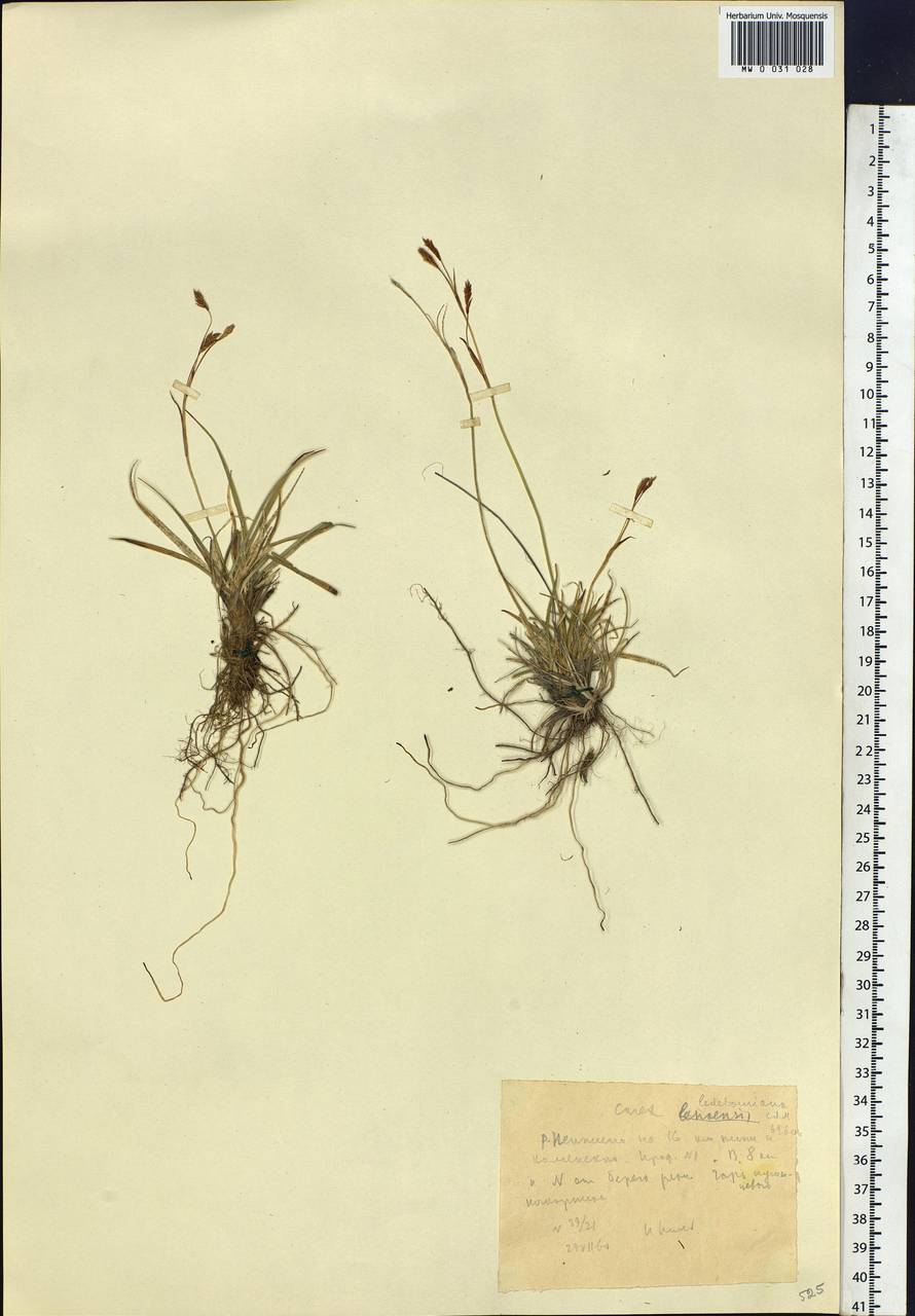 Carex ledebouriana C.A.Mey. ex Trevir., Siberia, Chukotka & Kamchatka (S7) (Russia)