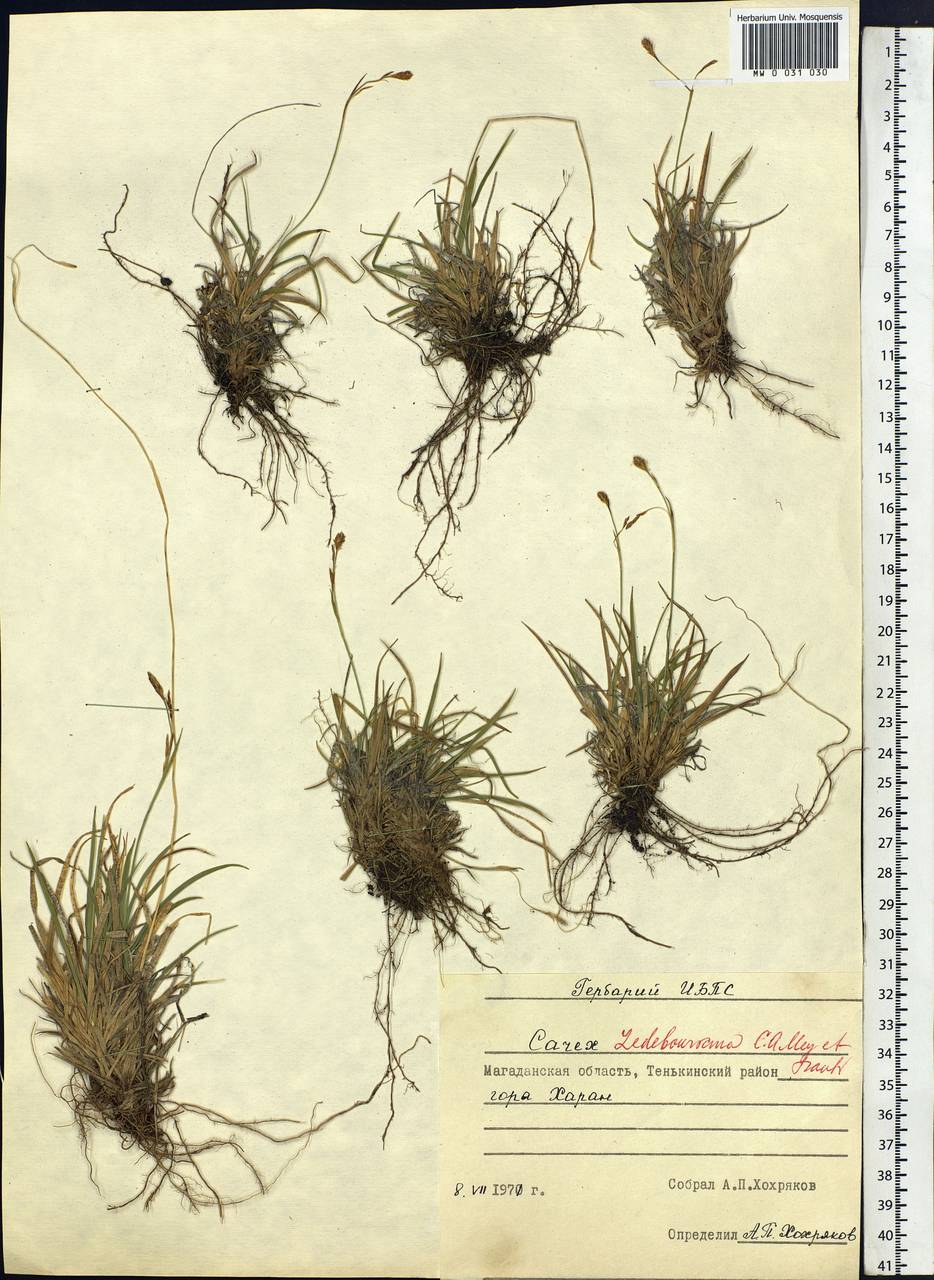 Carex ledebouriana C.A.Mey. ex Trevir., Siberia, Chukotka & Kamchatka (S7) (Russia)