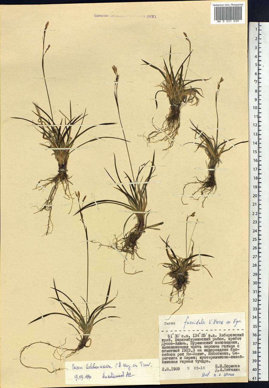 Carex ledebouriana C.A.Mey. ex Trevir., Siberia, Russian Far East (S6) (Russia)