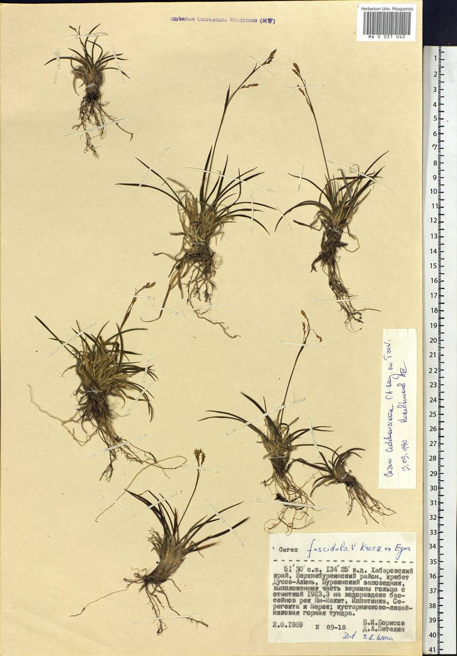 Carex ledebouriana C.A.Mey. ex Trevir., Siberia, Russian Far East (S6) (Russia)