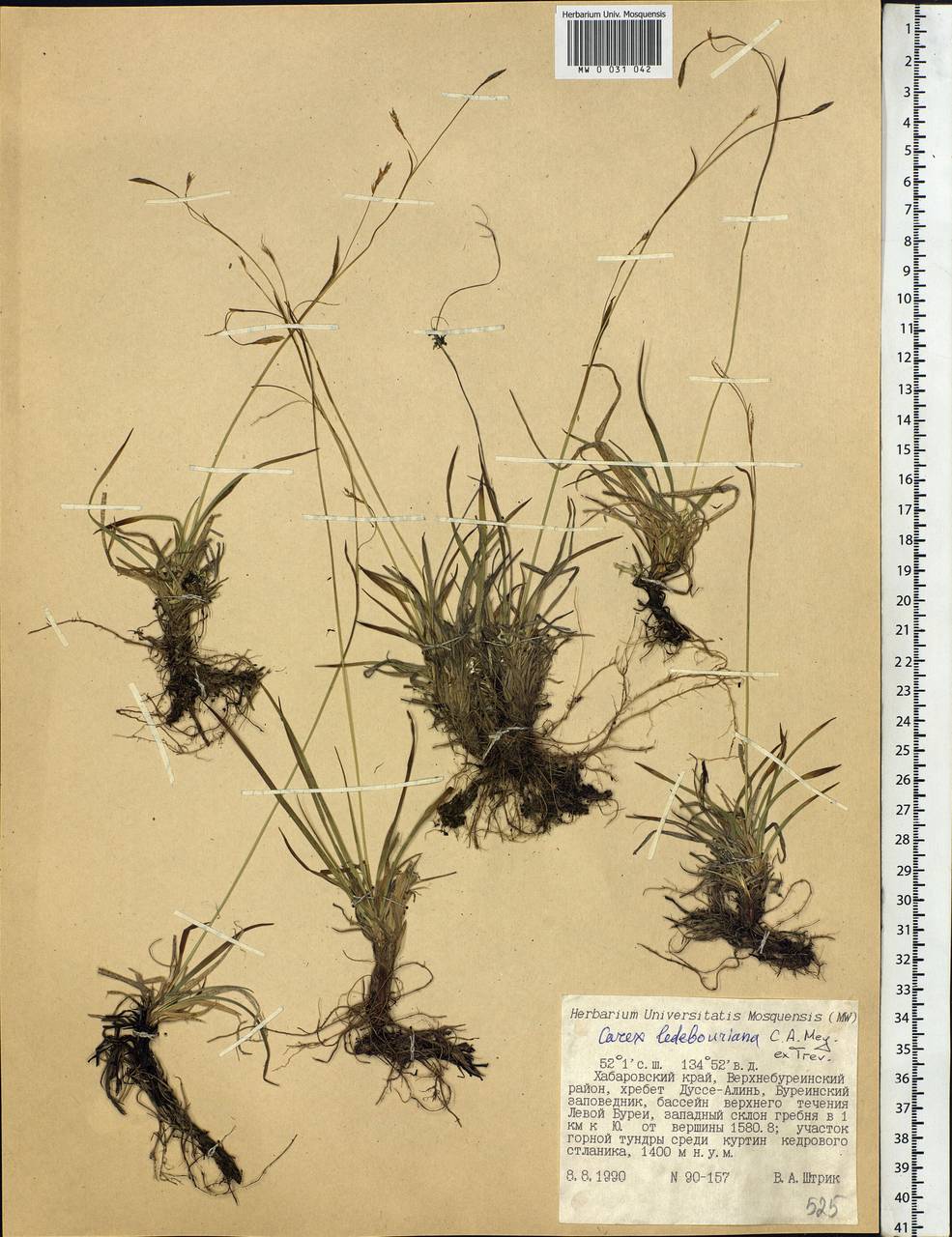 Carex ledebouriana C.A.Mey. ex Trevir., Siberia, Russian Far East (S6) (Russia)